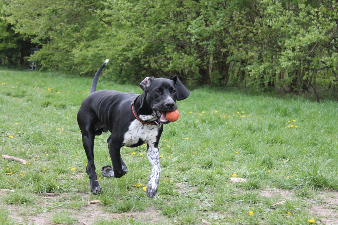Blanding af racer Alfa billede 5