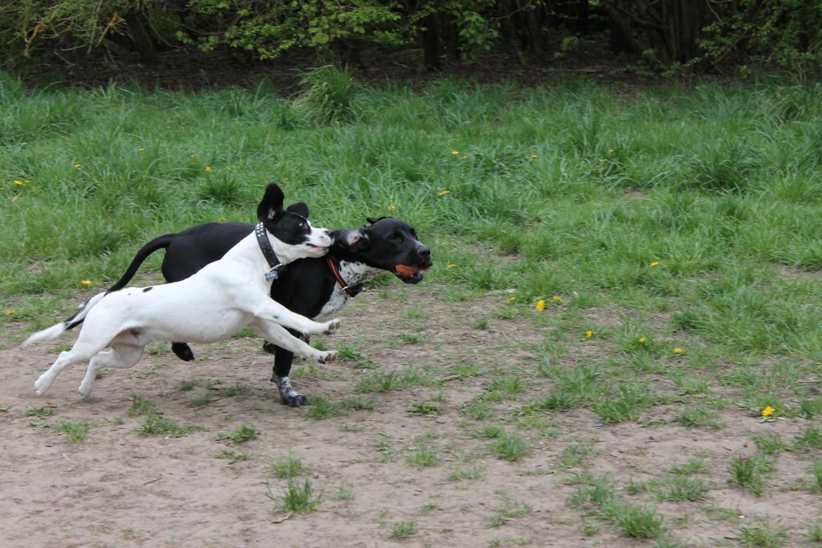 Blanding af racer Alfa billede 7