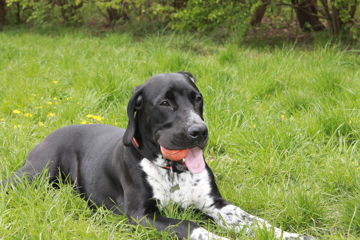 Blanding af racer Alfa billede 8