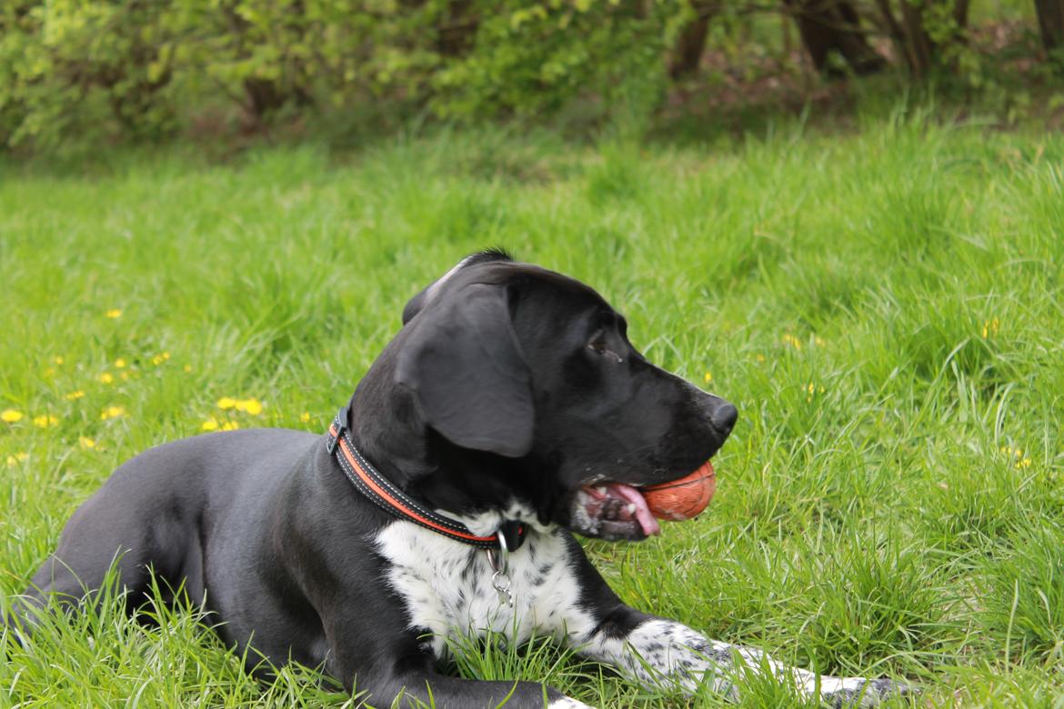 Blanding af racer Alfa billede 2