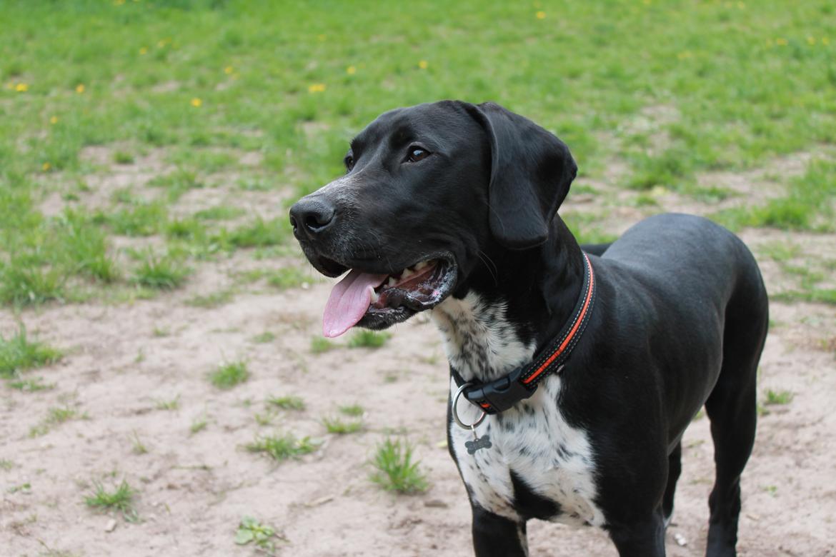 Blanding af racer Alfa billede 9