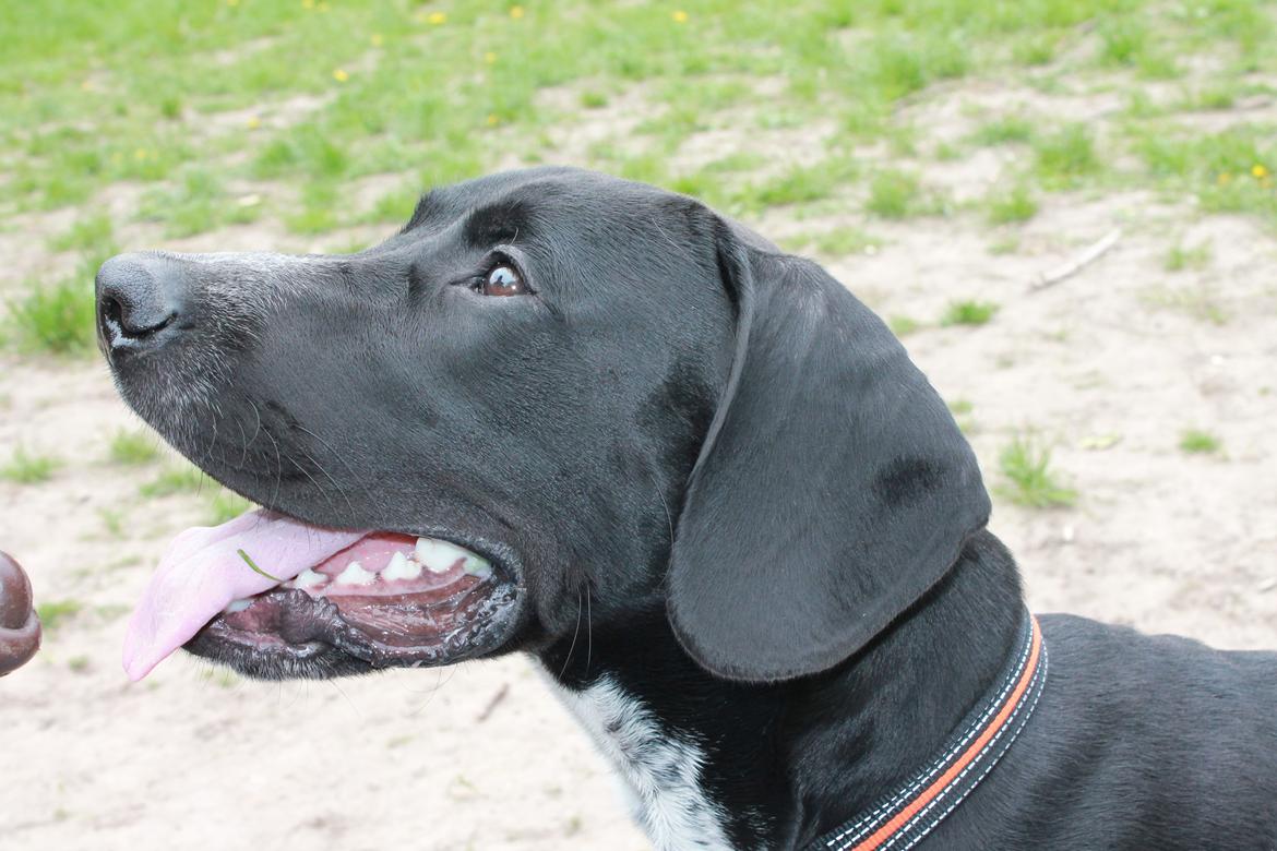 Blanding af racer Alfa billede 10