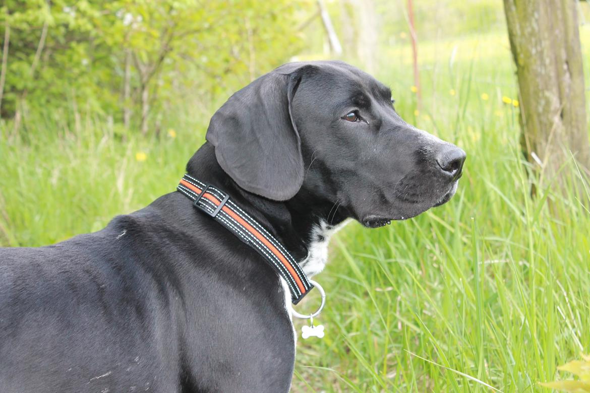 Blanding af racer Alfa billede 6