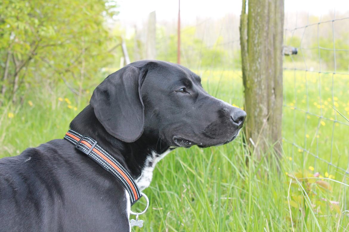 Blanding af racer Alfa billede 12