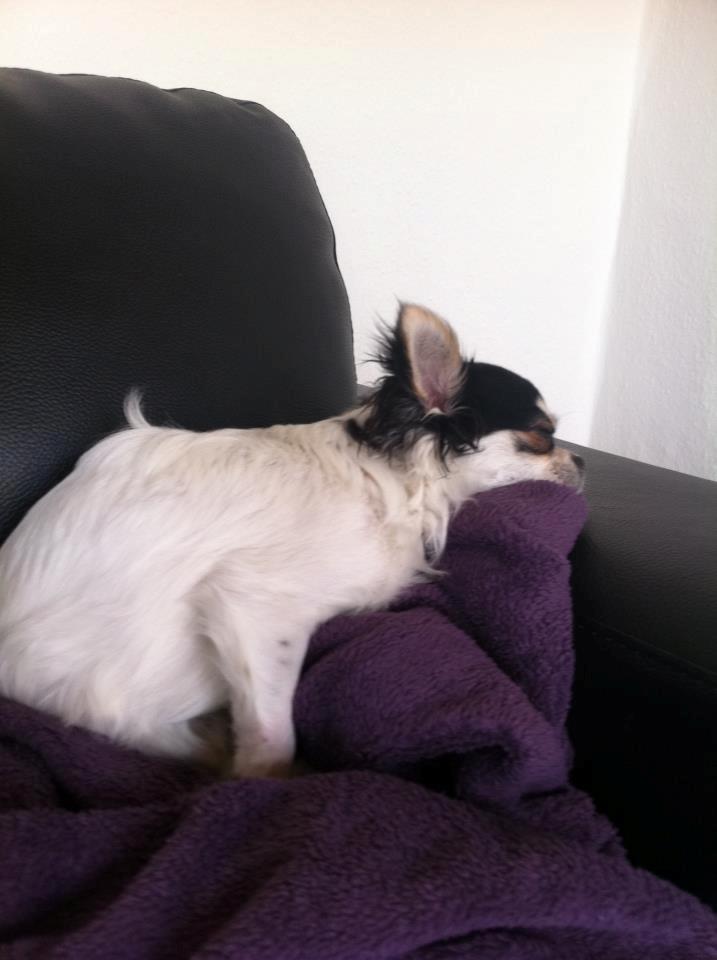 Chihuahua Valentino. - God sofa ;) billede 9