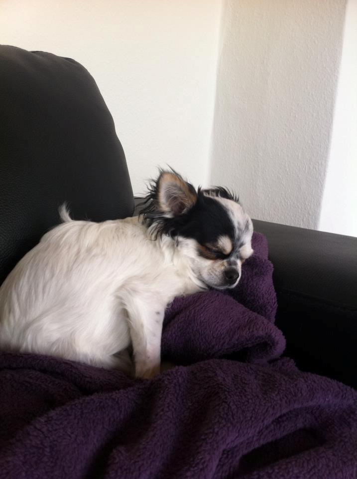 Chihuahua Valentino. - Er sååå træt! ;) <3 billede 10