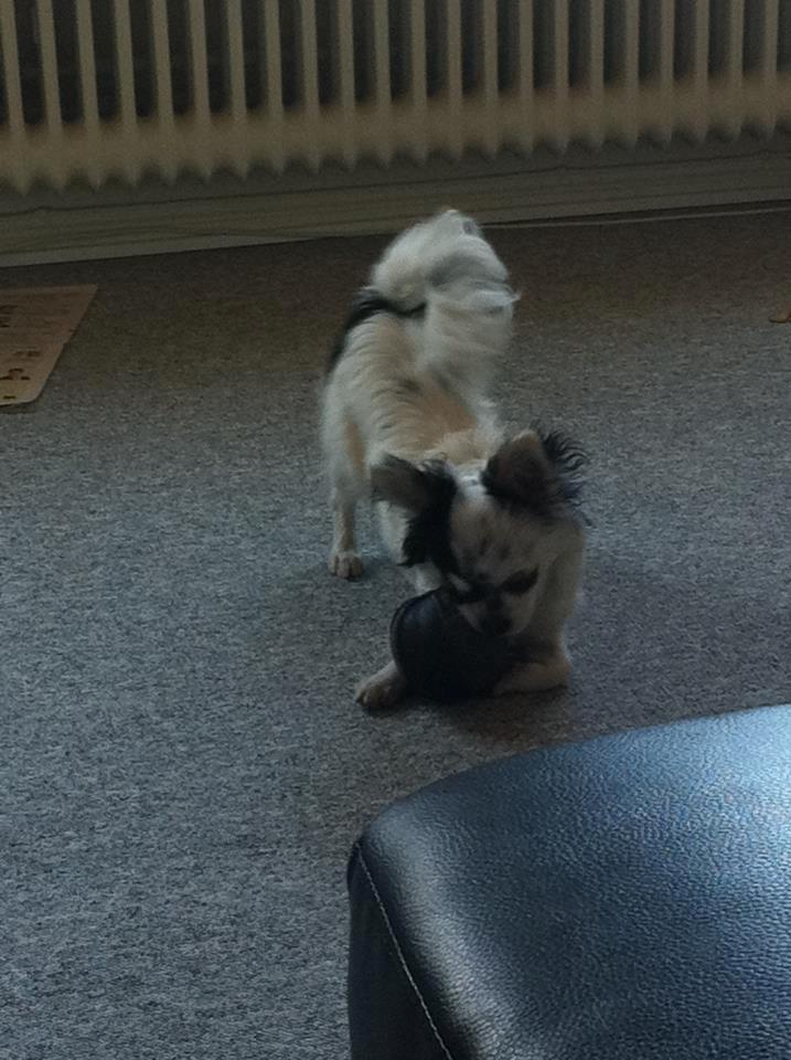 Chihuahua Valentino. - Efter en meget lang gåtur så synes han vi sku lege med bold også :) Hyper hund! :) billede 11