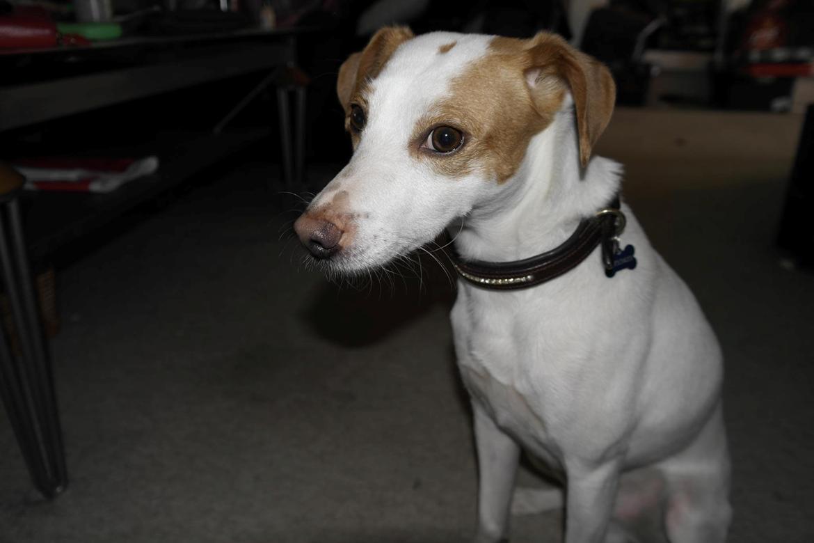 Dansk svensk gaardhund Plet billede 1