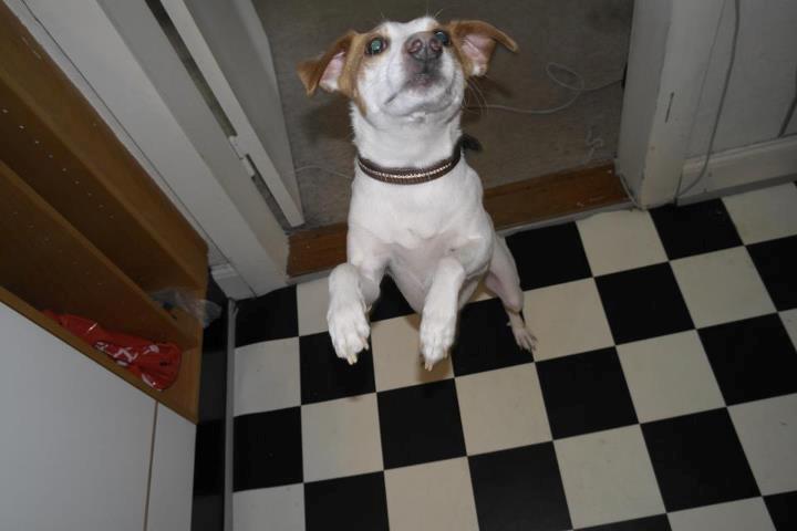 Dansk svensk gaardhund Plet billede 2