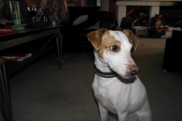 Dansk svensk gaardhund Plet billede 3