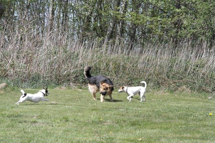 Dansk svensk gaardhund Plet billede 4