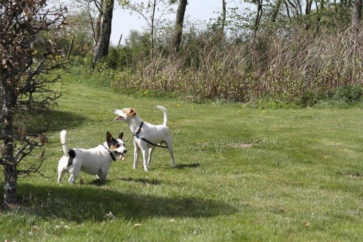 Dansk svensk gaardhund Plet billede 5