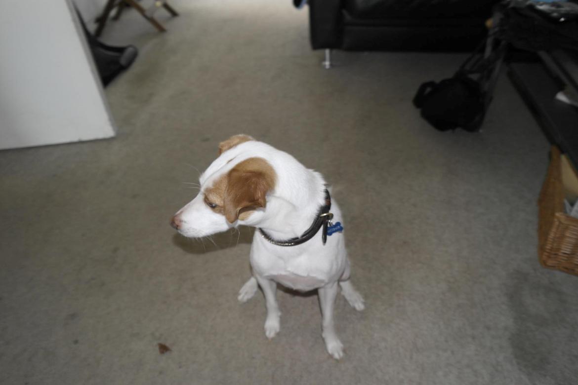 Dansk svensk gaardhund Plet billede 6