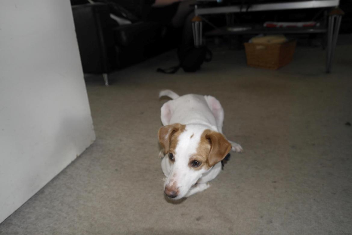 Dansk svensk gaardhund Plet billede 7