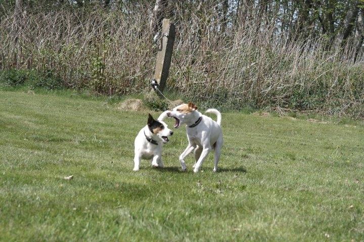 Dansk svensk gaardhund Plet - Farlig hund billede 8