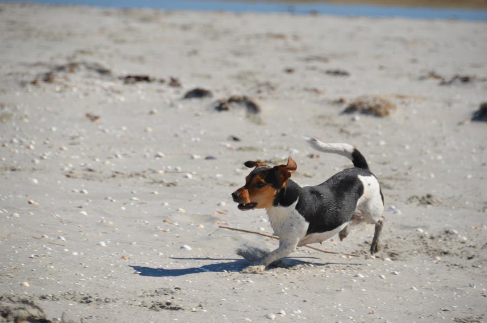 Jack russell terrier Sabbie - hæhhæhhæhæh sødt!! billede 14