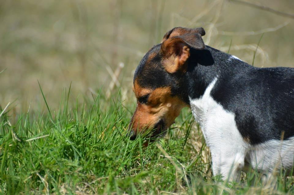 Jack russell terrier Sabbie - kokokokokoko billede 15
