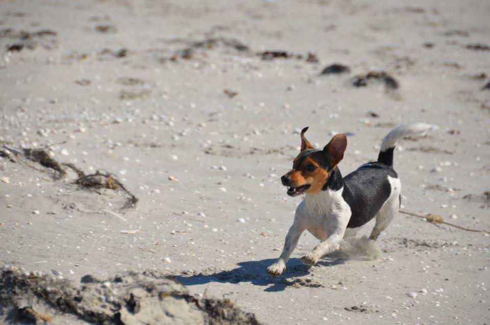 Jack russell terrier Sabbie - lovely billede 16