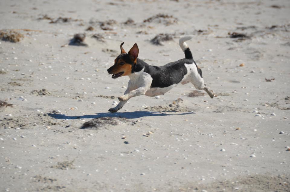 Jack russell terrier Sabbie - She one in a millon!! billede 1