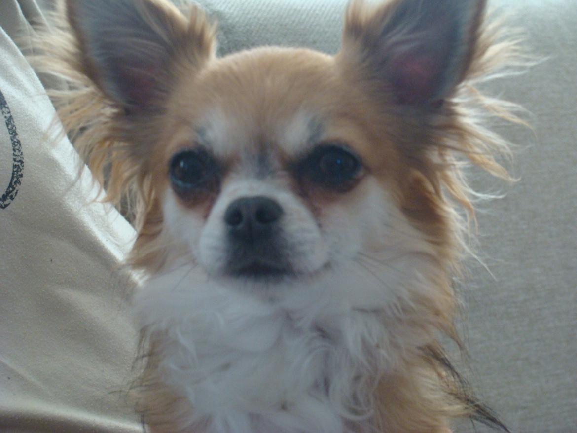 Chihuahua Wito vom haus Buve billede 1