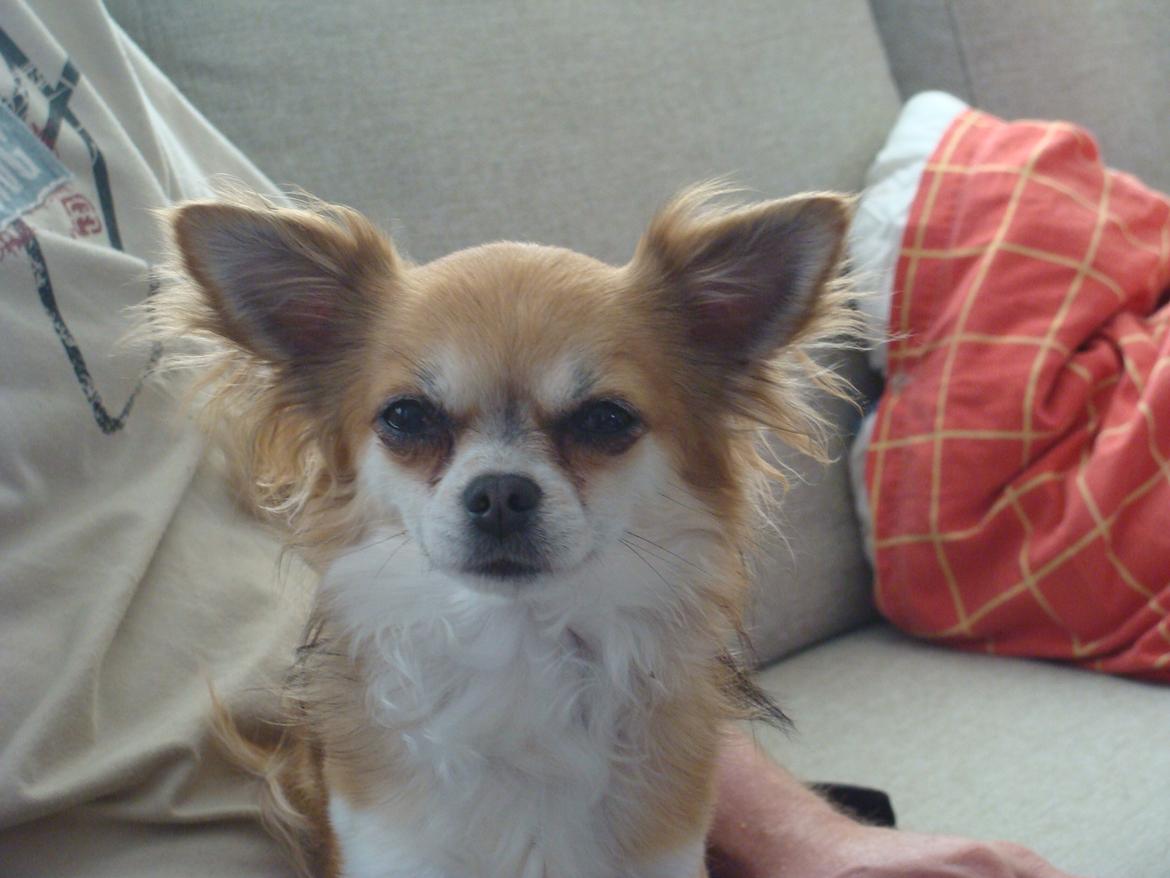 Chihuahua Wito vom haus Buve billede 2