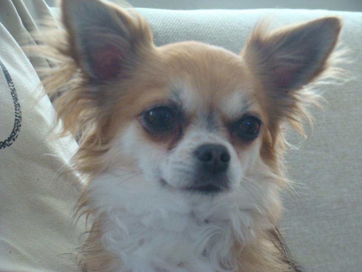 Chihuahua Wito vom haus Buve billede 3