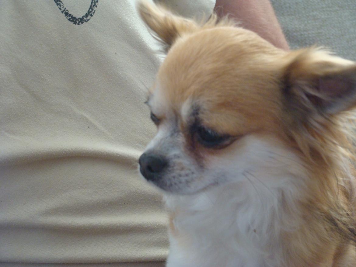 Chihuahua Wito vom haus Buve billede 4