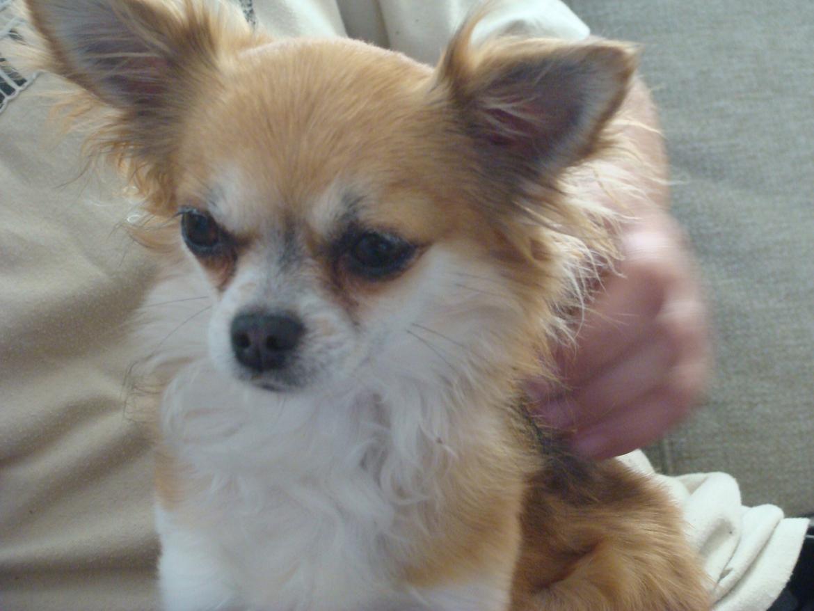 Chihuahua Wito vom haus Buve billede 5