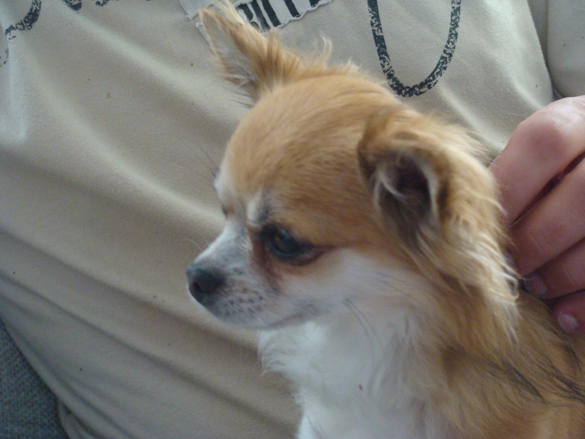 Chihuahua Wito vom haus Buve billede 6