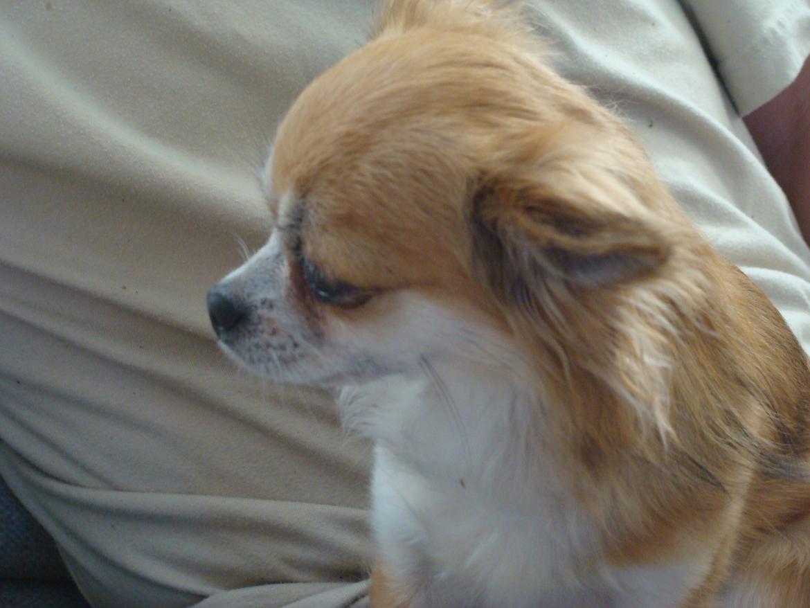 Chihuahua Wito vom haus Buve billede 7