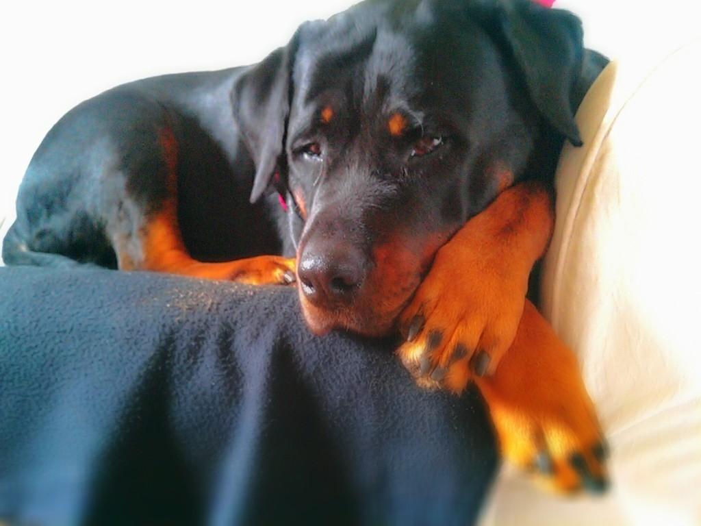 Rottweiler Dixie billede 2