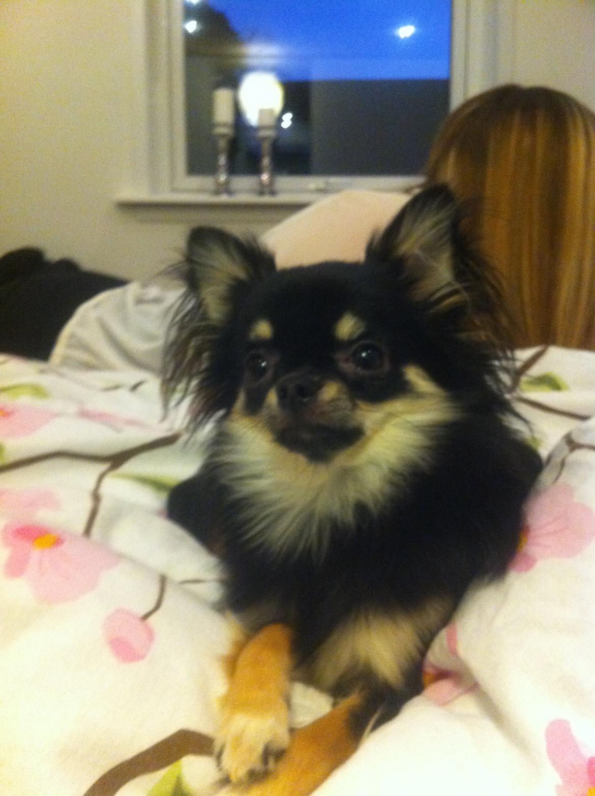 Chihuahua Charlie billede 8