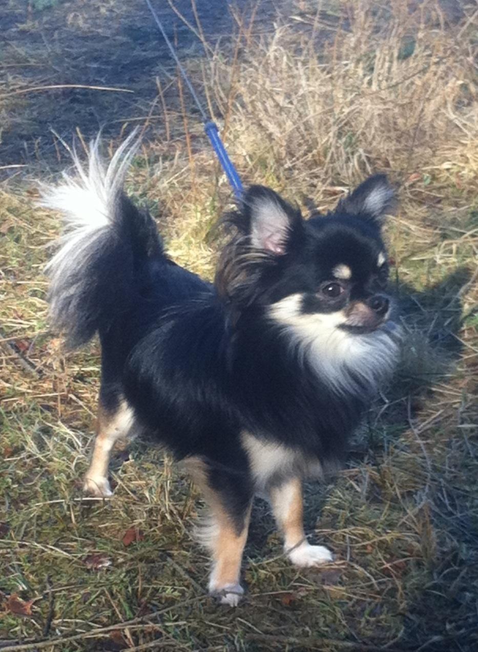 Chihuahua Charlie billede 4