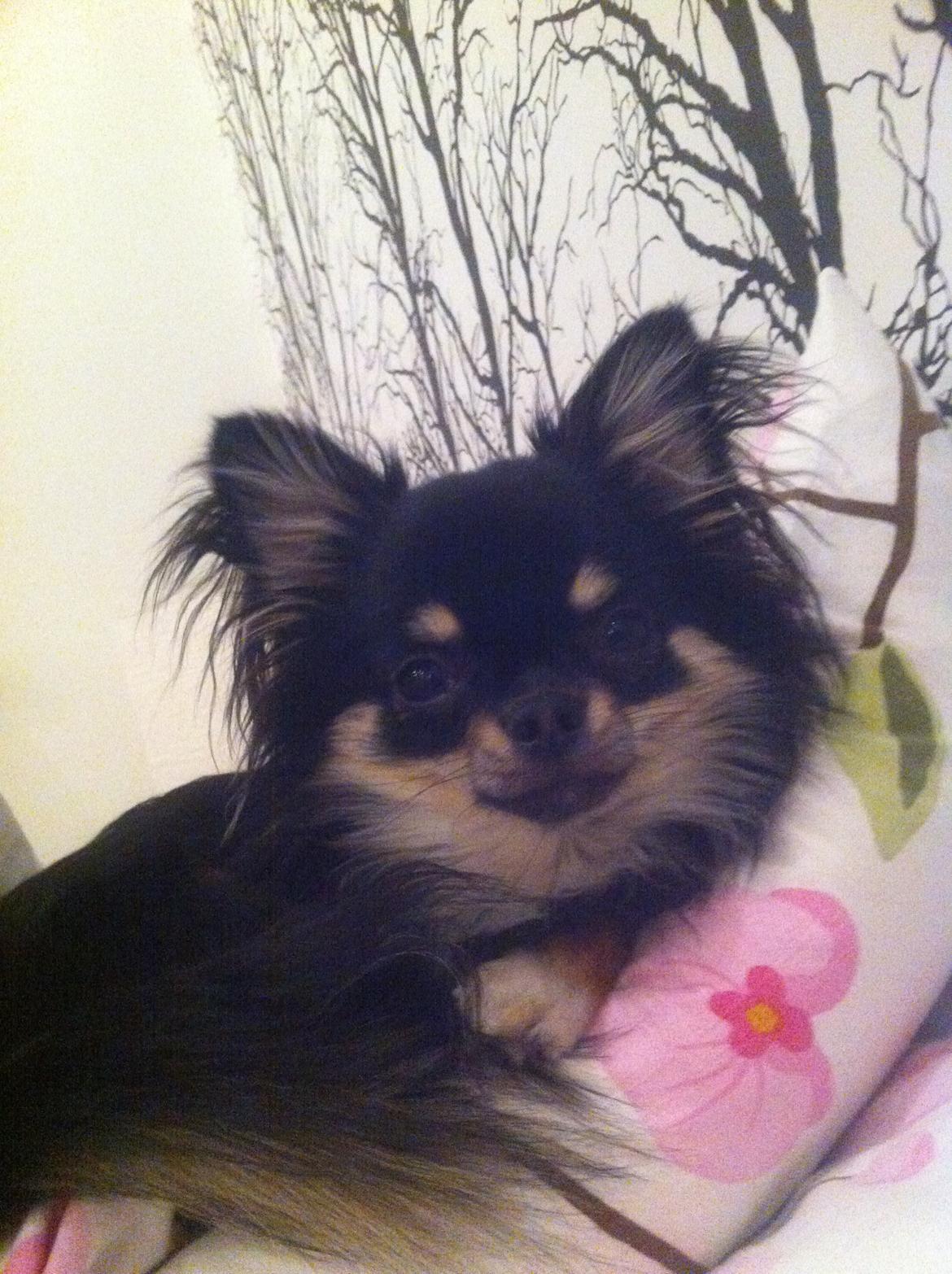 Chihuahua Charlie billede 7