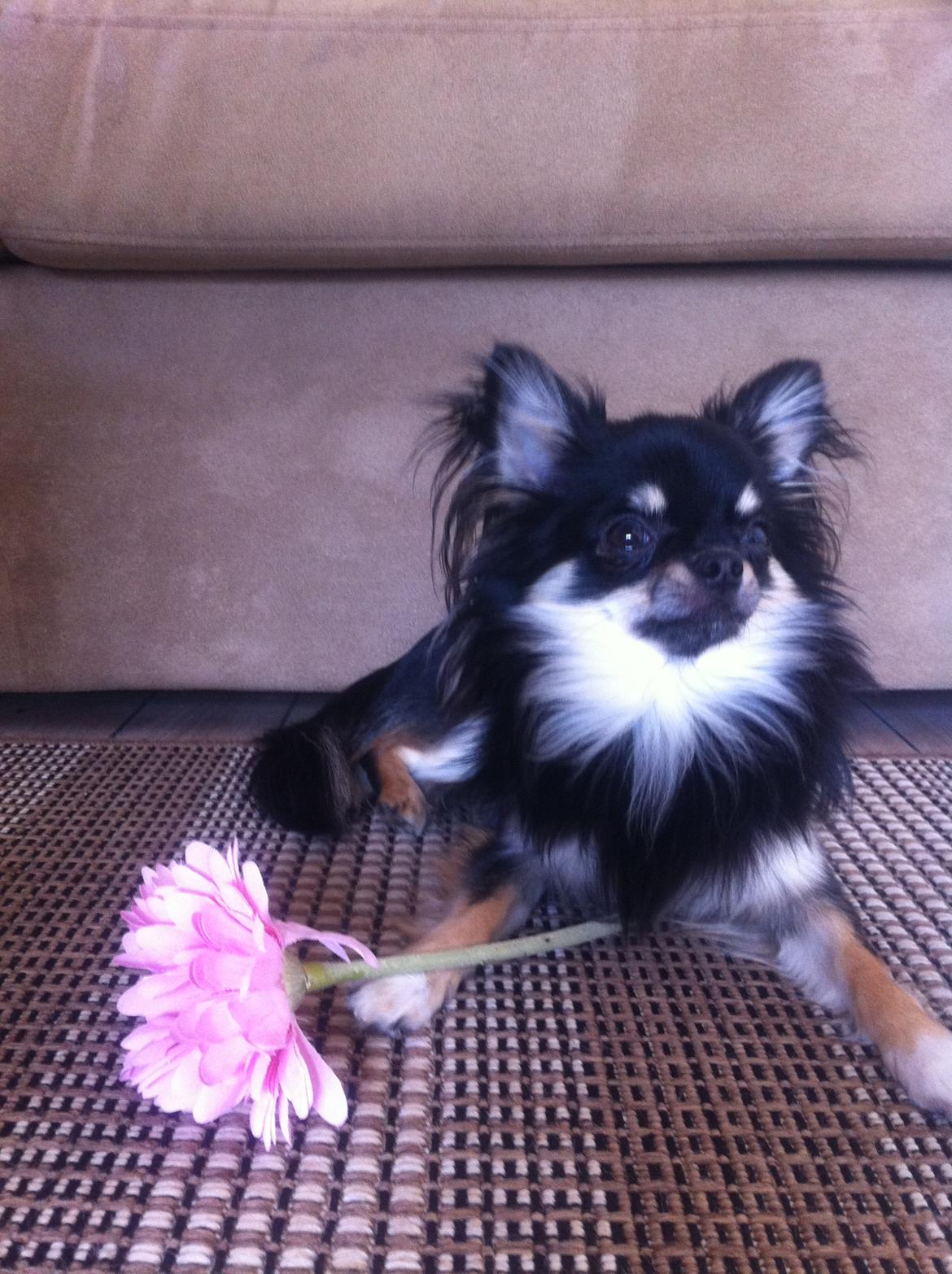 Chihuahua Charlie billede 5