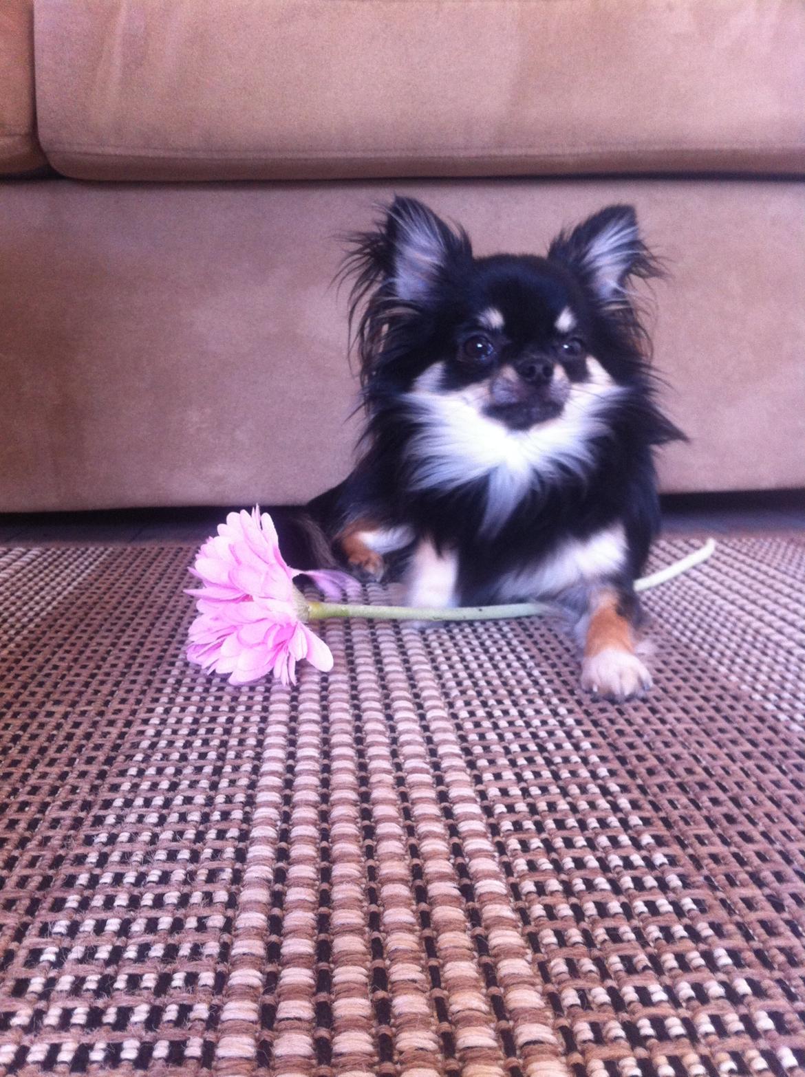 Chihuahua Charlie billede 6