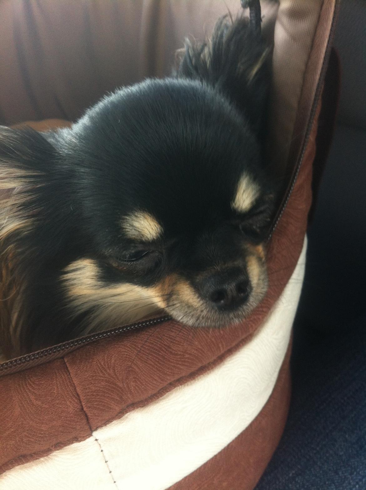 Chihuahua Charlie billede 11