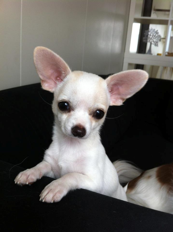 Chihuahua Pennie (himmelhund) billede 1