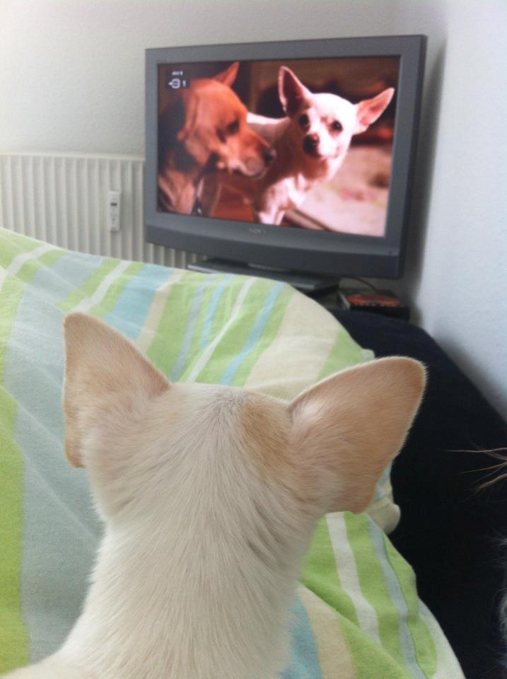 Chihuahua Pennie (himmelhund) - Pennie elsker at se fjernsyn og ser her Beverly Hills Chihuahua :D billede 3