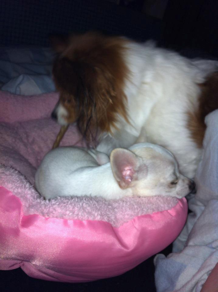 Chihuahua Pennie (himmelhund) - Liva stjæler Pennies tyggepind imens hun sover :p billede 4