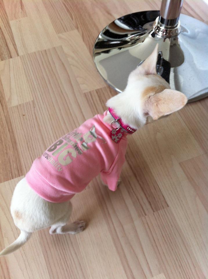 Chihuahua Pennie (himmelhund) - Hun er en frosenpind og derfor har jeg købt en bluse til hende :) Hun er ikke en påklædningsdukke og hun har den heller ikke på indenfor , kun på dette billede .. billede 5