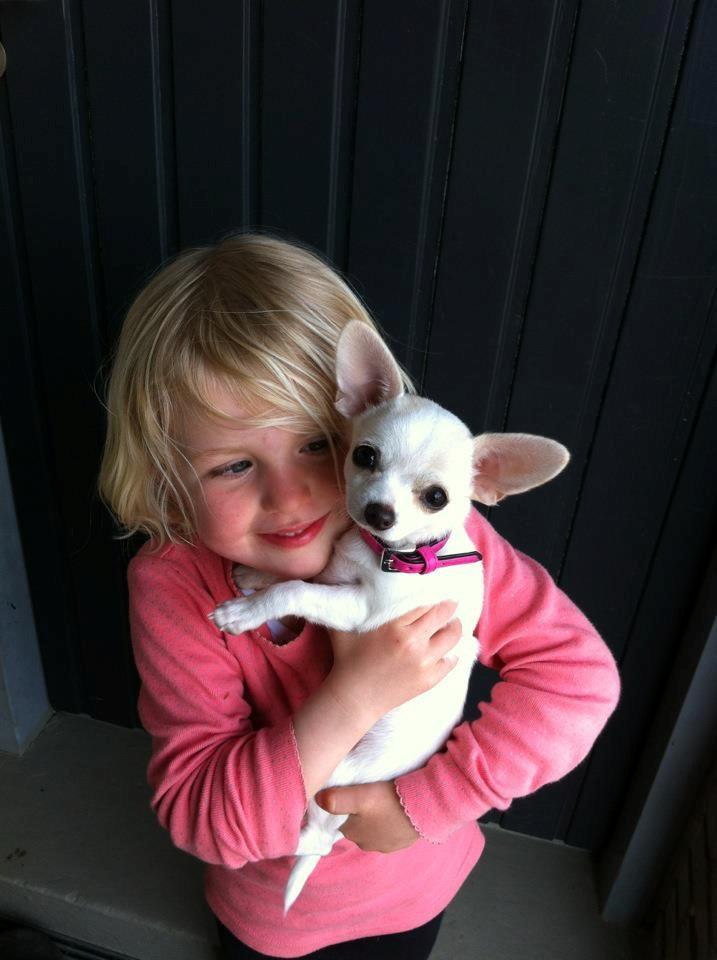 Chihuahua Pennie (himmelhund) - Min niece Cecilie og Pennie er gode venner billede 6