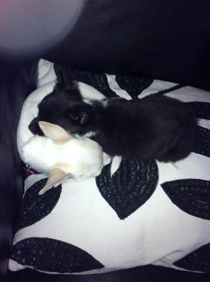 Chihuahua Pennie (himmelhund) - Chihuahua hvalpe hygge :)) Mine forældres nye Chihuahua Ludwig elsker Pennie .. billede 7