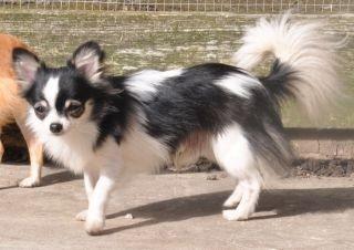 Chihuahua Pennie (himmelhund) - Pennis Far billede 8