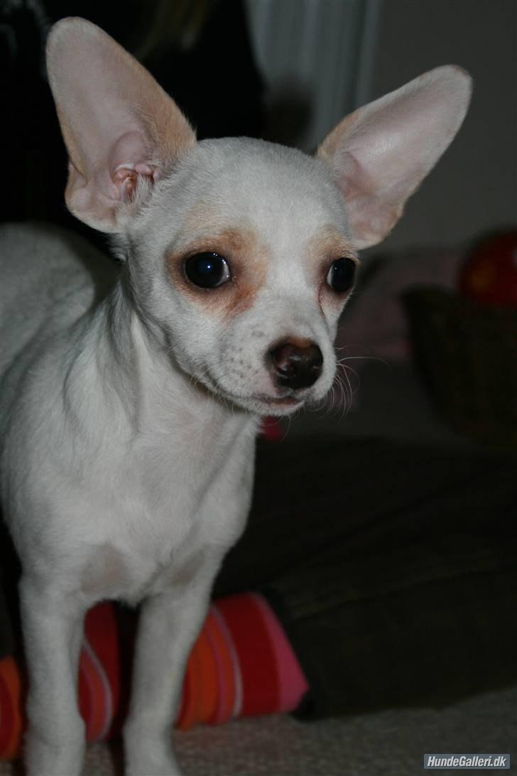 Chihuahua Pennie (himmelhund) - Pennies Smukke Mor , Gucci billede 10