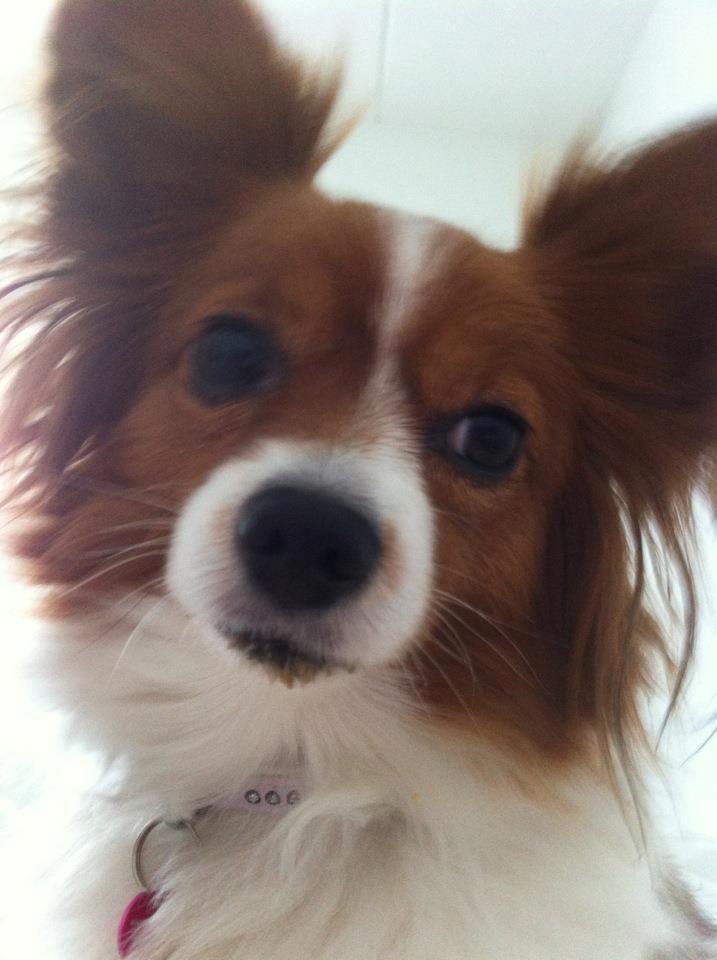 Papillon Liva (himmelhund) - Charmetrolden Liva med mad rundt om snuden :D billede 12