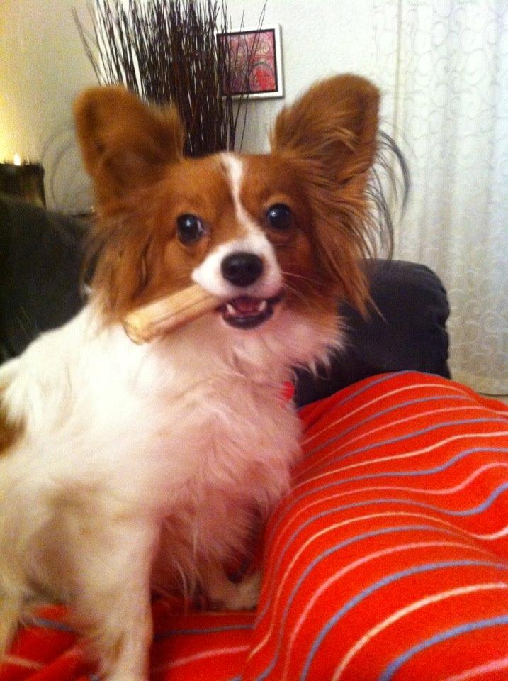 Papillon Liva (himmelhund) billede 14