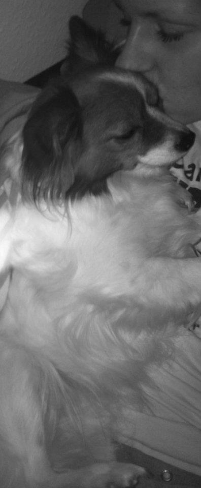 Papillon Liva (himmelhund) billede 15