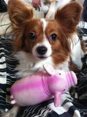 Papillon Liva (himmelhund) billede 16