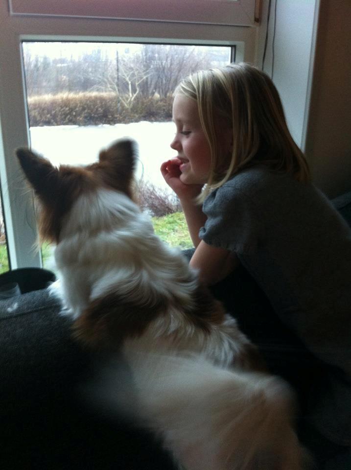 Papillon Liva (himmelhund) billede 17